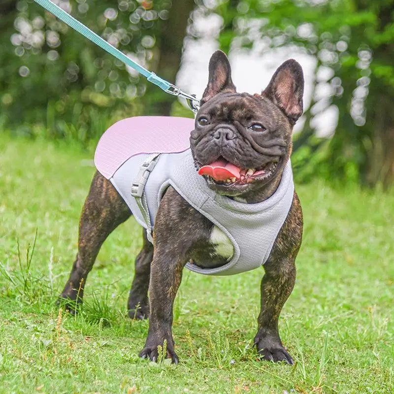 Dog Cooling Vest for Outdoor Activities | Vet-Approved Pet Essential for Comfort, Safety & Wellbeing