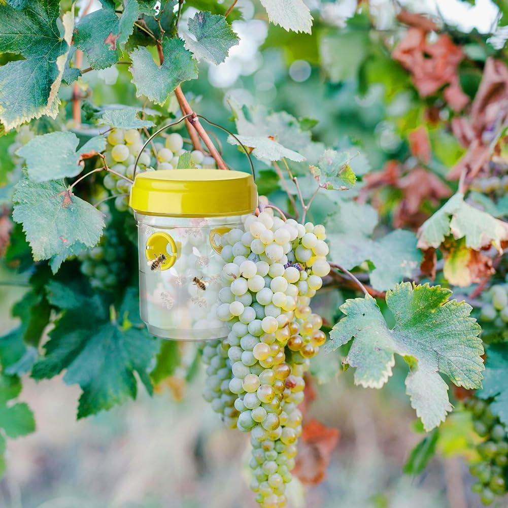 Insect Fruit Fly Traps | Compact, Stylish & Incredibly Useful — An Everyday Home Must-Have