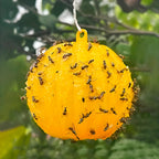 Hanging Fly Trap with Adhesive Layer (6 Pcs) | Style and Practicality Finally Together — The Modern Home Essential