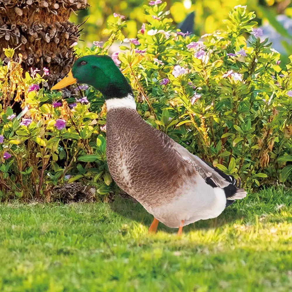Outdoor Duck Decoration | Hardy, Weather-Resistant & Beautifully Designed for Your Outdoor Space