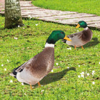 Outdoor Duck Decoration | Hardy, Weather-Resistant & Beautifully Designed for Your Outdoor Space