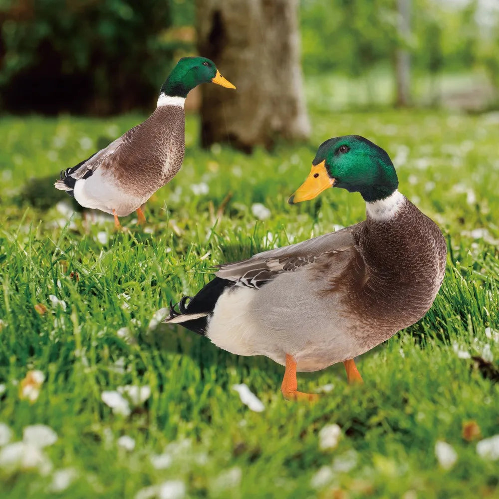 Outdoor Duck Decoration | Hardy, Weather-Resistant & Beautifully Designed for Your Outdoor Space