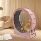 Cat Exercise Wheel | Trusted by Pet Owners — Safe, Easy to Use & Built to Last