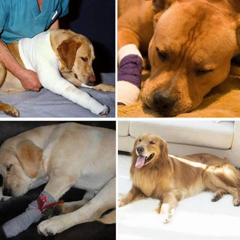 Orthopedic Braces For Dogs | Trusted by Pet Owners — Safe, Easy to Use & Built to Last
