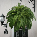 UV Resistant Lifelike Artificial Boston Fern | Practical, Beautiful & Built to Last — The Smart Choice for Any Home