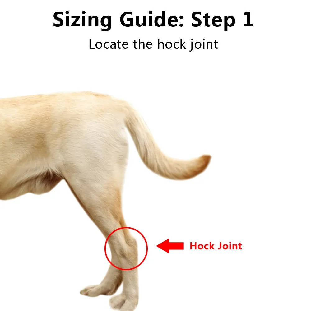 Orthopedic Braces For Dogs | Trusted by Pet Owners — Safe, Easy to Use & Built to Last