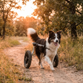 Happy dog using a Buddies adjustable rear-support dog wheelchair outdoors