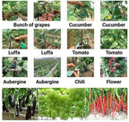 Plant strappers | Easy-Care Garden Essential That Transforms Any Outdoor Space