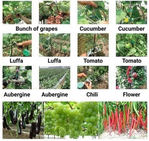 Plant strappers | Easy-Care Garden Essential That Transforms Any Outdoor Space
