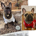Heavy-Duty Dog Collar | Durable Pet Accessory Built for Active, Playful, Energetic Pets