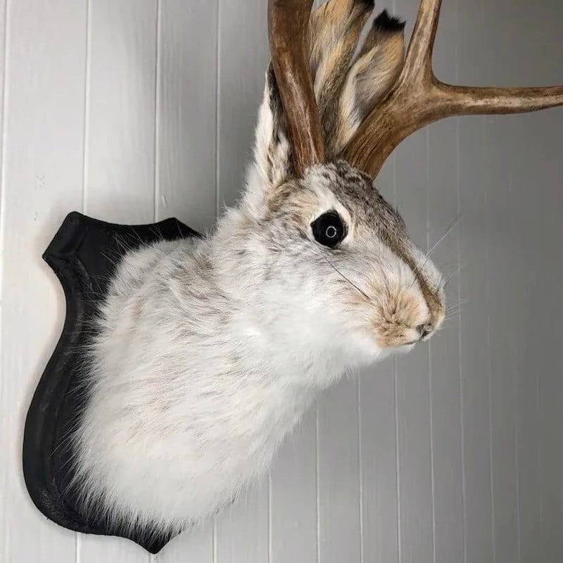 Jackalope Wall Decor | Effortlessly Functional Home Essential for Clean, Organised Living