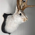 Jackalope Wall Decor | Effortlessly Functional Home Essential for Clean, Organised Living