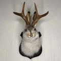 Jackalope Wall Decor | Effortlessly Functional Home Essential for Clean, Organised Living