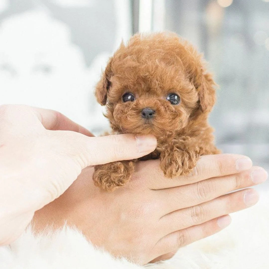 Realistic Robotic Puppy | Designed for Happy, Healthy, Well-Loved Pets of Every Breed