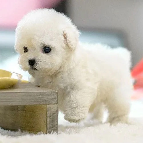 Realistic Interactive Plush Puppy Toy | Screen-Free Play for Developing Minds — Kids Absolutely Love It
