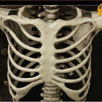 Life-Size Skeleton Decoration | Festive, Charming & Built to Create Magical, Lasting Seasonal Memories
