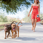 Dual Dog Leash with Flashlight & Waste Bag | Vet-Approved Pet Essential for Comfort, Safety & Wellbeing
