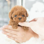 Robot Puppy Interactive Toy Realistic Puppy for Kids | Engaging Kids Toy That Sparks Creativity, Curiosity & Confidence