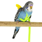Parrot Bird Harness | Vet-Approved Pet Essential for Comfort, Safety & Wellbeing
