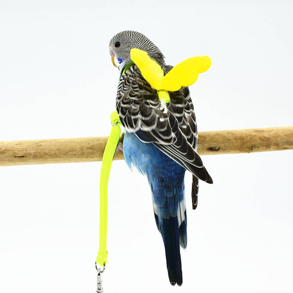 Parrot Bird Harness | Vet-Approved Pet Essential for Comfort, Safety & Wellbeing